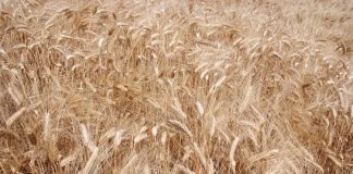 De Castro: “Ci auguriamo sblocco grano a breve, al lavoro su stop speculazioni”