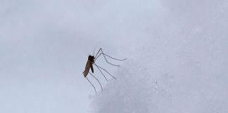 Febbre Dengue Singapore, Maga: “Allarme? Non a nostre latitudini”