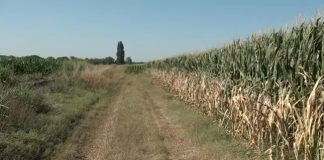 Caldo e siccità: parte in anticipo la trinciatura del mais