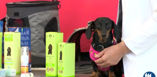 Anche i cani al sole si scottano come i loro padroni e hanno bisogno della crema solare. Ecco i rimedi