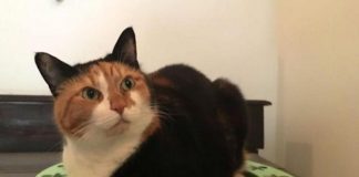 Covid, Pregliasco: “Contagio gatto-uomo eccezione”