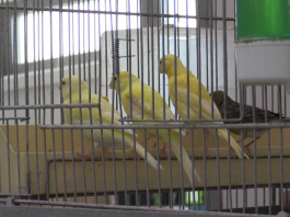 Canarini: come accudirli al meglio? Ecco qualche consiglio