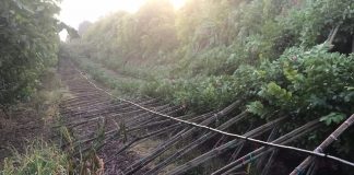 Maltempo nel Mantovano, approvata in Regione mozione per contrasto danni Cappellari (Lega): “Regione Lombardia parte attiva in sostegno settore agricolo e floro-vivaistico”