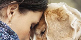Contro l’abbandono di animali in autostrada più controlli in Teem