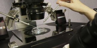 Intelligenza artificiale per studiare l’embrione. “Previsioni accurate al 90%”