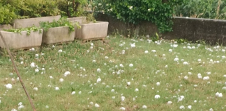 Grandine, nel Basso mantovano danni alle colture per oltre un milione di euro Ostiglia, stato di calamità per grandine: pronto il modulo per i danni subiti