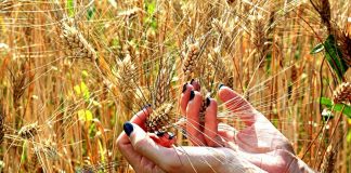 Ismea stima un calo del raccolto nazionale di grano duro del 16%
