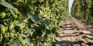AssoBirra, rincari materie prime e utility minano ripresa comparto
