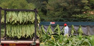 Tabacco, Trippella (Pmi): ‘Accordo di filiera per guardare al futuro, spingere su innovazione’