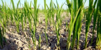 Agricoltura, Forattini (Pd): “Serve politica nazionale sull’acqua. Usare risorse Pnrr”