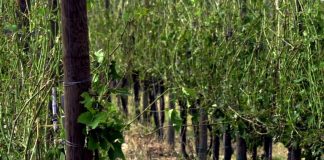 Maltempo, grandine nel Mugello: “Danni a vigneti e frutteti”