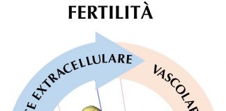 Fecondazione, ovaio in 4D per studiare l’infertilità