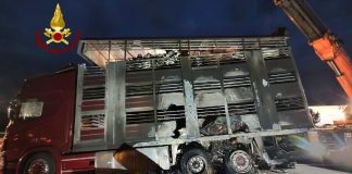 Incendio in A22, camion prende fuoco: morte 13 mucche