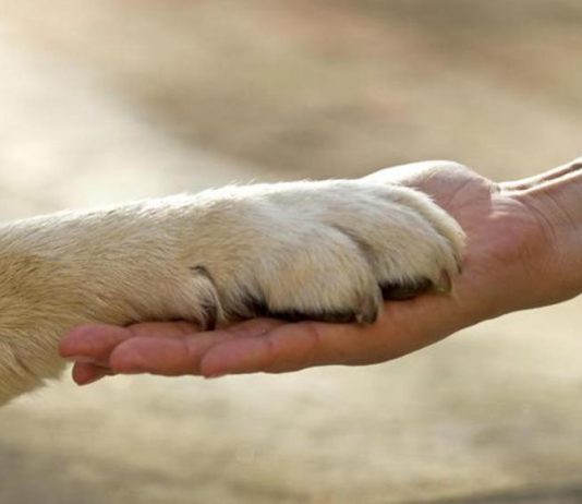 Giornata Mondiale del Cane, un amico a quattro zampe nel 28% delle famiglie