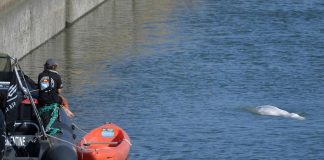 Francia, il beluga della Senna verrà riportato in mare