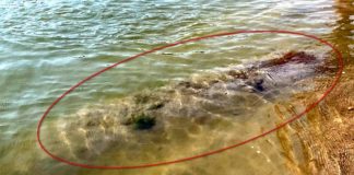 Già spolettata la bomba del Po, pronta per essere trasferita a Medole