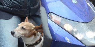 Monza, è ai domiciliari ma lo trovano in scooter senza casco e con il cane