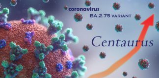 Centaurus in Italia, nuova variante Covid: sintomi e contagiosità
