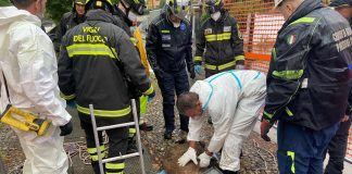 Milano, cinghiale in Darsena recuperato e poi morto