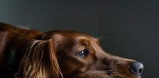 Vaiolo scimmie, a Parigi primo caso al mondo di contagio uomo-cane