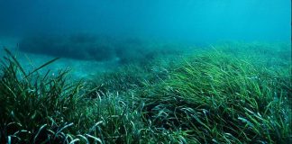 Clima, Cnr: mortalità di massa per 50 specie del Mediterraneo