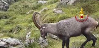 Dolomiti, morto stambecco che aveva ingoiato scatoletta tonno