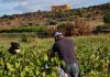 Vino, Assovini: uve sane e di qualità nella vendemmia 2022 in Sicilia