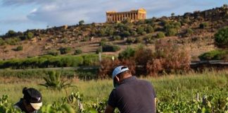 Vino, Assovini: uve sane e di qualità nella vendemmia 2022 in Sicilia