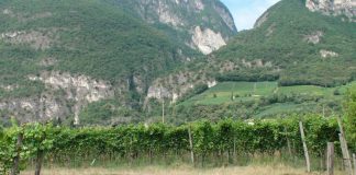 Vino: da Nord a Sud produttori sfidano siccità e stimano ottima qualità per la vendemmia 2022
