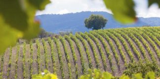 Vino, Assoenologi: la stagione si può salvare solo se arriva la pioggia entro pochi giorni