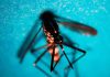 West Nile, in Italia 301 casi e 15 morti