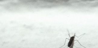 West Nile, salgono a 16 i ricoverati a Padova