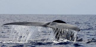 Barca affonda dopo ‘scontro con balena’, 5 morti
