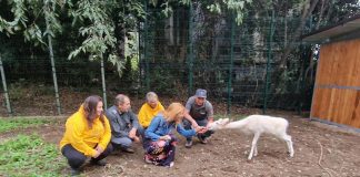 Bergamo, il daino idolo dei bambini andrà in struttura specializzata