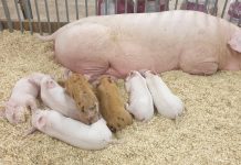 Animali da cortile e animali da reddito, in Millenaria sono tornate le fattorie, per la gioia dei bimbi