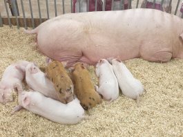 Animali da cortile e animali da reddito, in Millenaria sono tornate le fattorie, per la gioia dei bimbi