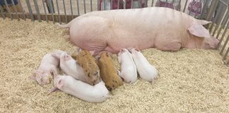 Animali da cortile e animali da reddito, in Millenaria sono tornate le fattorie, per la gioia dei bimbi