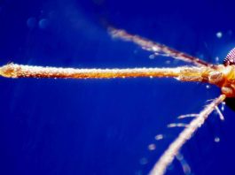West Nile, 517 casi in Italia: 28 i morti