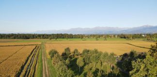 Agricoltura: bio e con meno consumo di acqua, la ‘ricetta’ del Biodistretto del riso piemontese