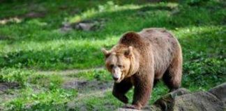 Trentino, l’orsa F43 morta durante la cattura