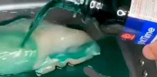 Usa, pollo cotto in sciroppo anti-raffreddore: alert Fda su video TikTok