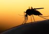 West Nile, zanzara coreana scagionata: virus viaggia su autoctone