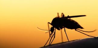 West Nile, zanzara coreana scagionata: virus viaggia su autoctone