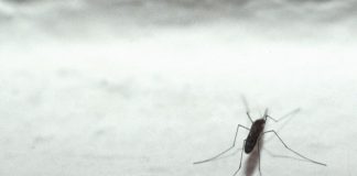 Zanzare ‘progettate’ per non diffondere malaria, lo studio