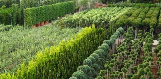 Il 6 ed il 7 ottobre a Canneto sull’Oglio si parla del futuro del verde con il distretto florovivaistico “Plantaregina”