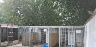 Raccolta fondi degli Ultras del Mantova  per il canile e il gattile