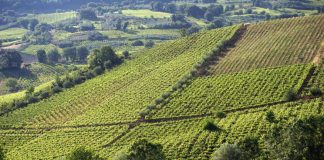 Fantini Group, con contratto di sviluppo cantina informatizzata e 20 nuovi addetti