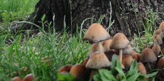 Funghi, rischio avvelenamento: se non si è sicuri chiedere agli esperti di Ats