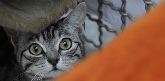 Cani e gatti segregati in casa per anni al buio, 41enne denunciato