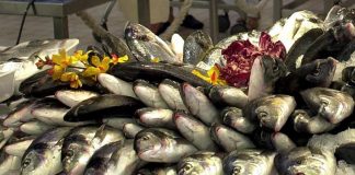 Pesca: in Toscana 25 impianti acquacoltura, sostenibilità e produzione in crescita